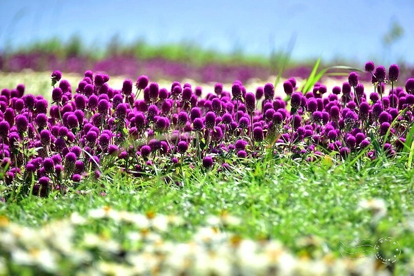 2023美堤河濱公園花海：親水灣圓仔花特色花海，怎麼拍怎麼美！