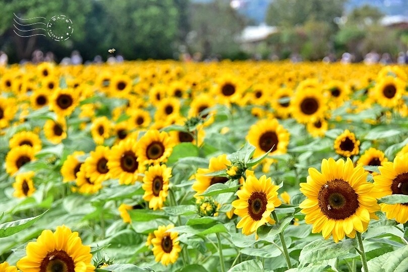 【2023臺中國際花毯節】:愛你愛山,璀璨重綻,全台最大規模,新社花海