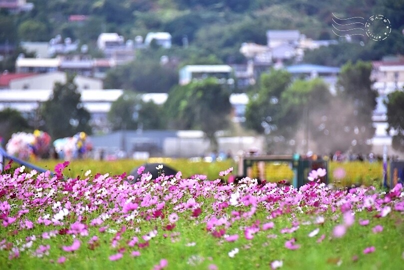 【2023臺中國際花毯節】:愛你愛山,璀璨重綻,全台最大規模,新社花海