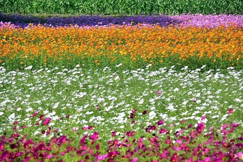 2023桃園花彩節:6萬坪花舞童話,超浪漫漸層彩虹花海
