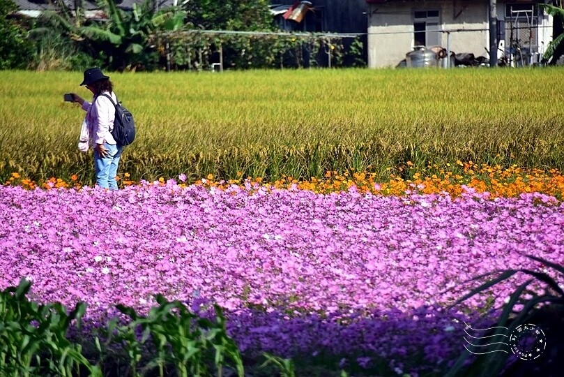 2023桃園花彩節:6萬坪花舞童話,超浪漫漸層彩虹花海