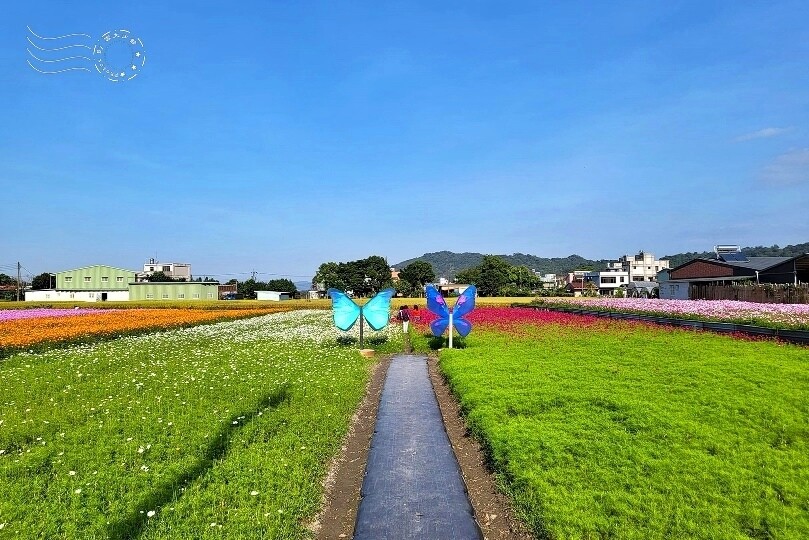 2023桃園花彩節:6萬坪花舞童話,超浪漫漸層彩虹花海