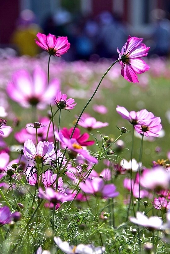 2023桃園花彩節:6萬坪花舞童話,超浪漫漸層彩虹花海