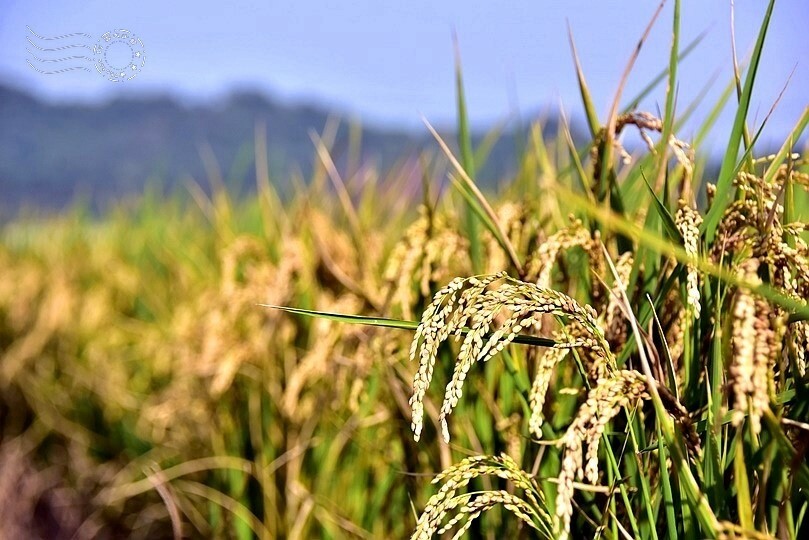 2023桃園花彩節:6萬坪花舞童話,超浪漫漸層彩虹花海