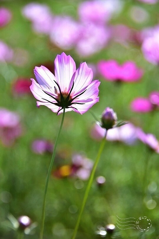 2023桃園花彩節:6萬坪花舞童話,超浪漫漸層彩虹花海