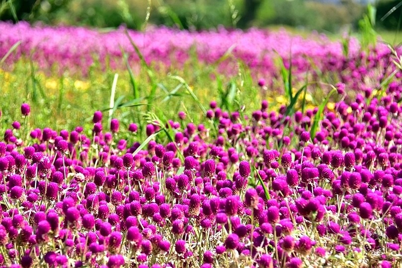 2023美堤河濱公園花海：親水灣圓仔花特色花海，怎麼拍怎麼美！