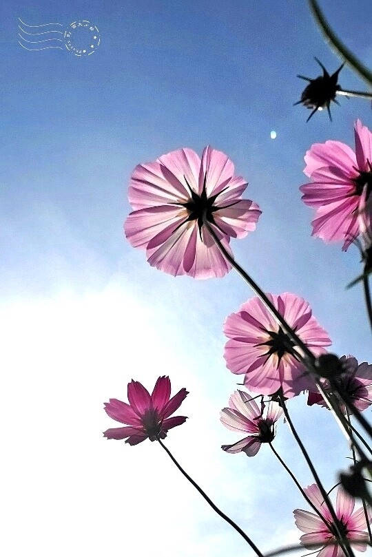 2023桃園花彩節:6萬坪花舞童話,超浪漫漸層彩虹花海