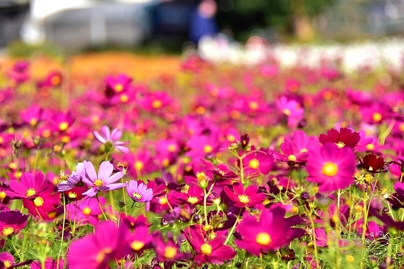 2023桃園花彩節:6萬坪花舞童話,超浪漫漸層彩虹花海