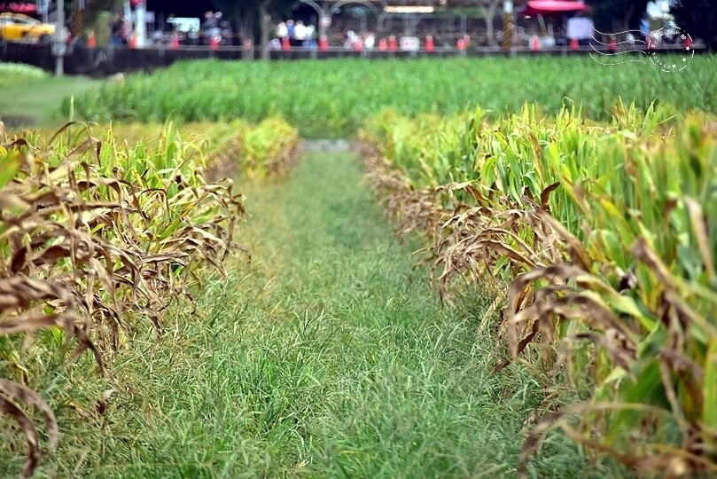 【2023臺中國際花毯節】:愛你愛山,璀璨重綻,全台最大規模,新社花海