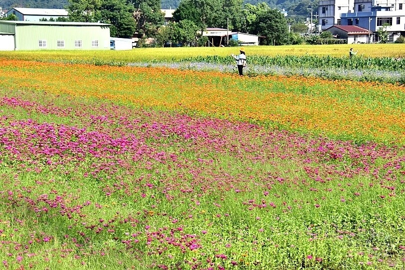 2023桃園花彩節:6萬坪花舞童話,超浪漫漸層彩虹花海