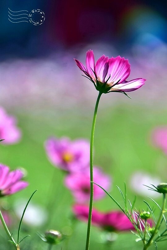 2023桃園花彩節:6萬坪花舞童話,超浪漫漸層彩虹花海