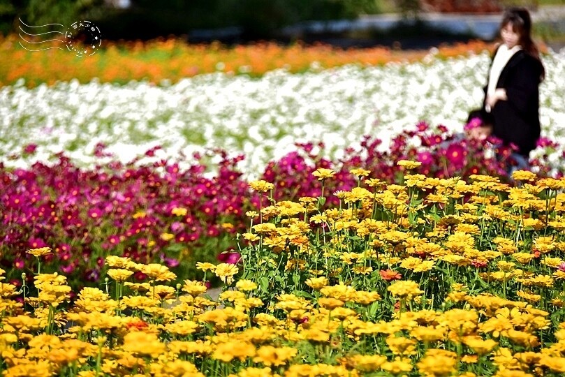 2023桃園花彩節:6萬坪花舞童話,超浪漫漸層彩虹花海