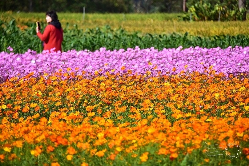 2023桃園花彩節:6萬坪花舞童話,超浪漫漸層彩虹花海