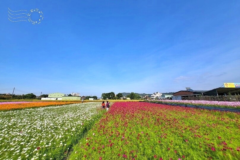 2023桃園花彩節:6萬坪花舞童話,超浪漫漸層彩虹花海