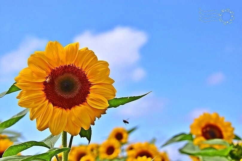 【2023臺中國際花毯節】:愛你愛山,璀璨重綻,全台最大規模,新社花海