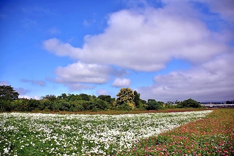 【2023臺中國際花毯節】:愛你愛山,璀璨重綻,全台最大規模,新社花海