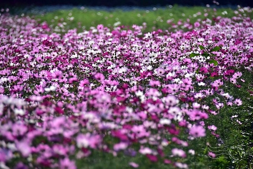 2023桃園花彩節:6萬坪花舞童話,超浪漫漸層彩虹花海