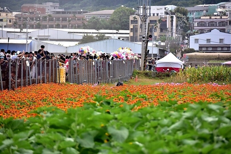 【2023臺中國際花毯節】:愛你愛山,璀璨重綻,全台最大規模,新社花海