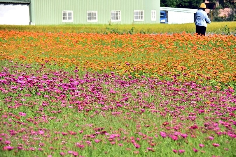 2023桃園花彩節:6萬坪花舞童話,超浪漫漸層彩虹花海