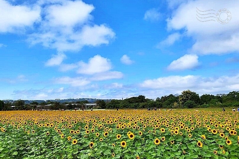 【2023臺中國際花毯節】:愛你愛山,璀璨重綻,全台最大規模,新社花海