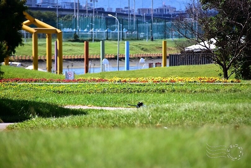 2023美堤河濱公園花海：親水灣圓仔花特色花海，怎麼拍怎麼美！