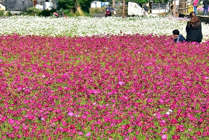 2023桃園花彩節:6萬坪花舞童話,超浪漫漸層彩虹花海