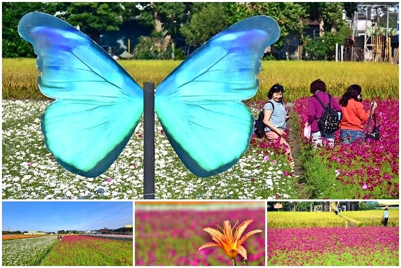 2023桃園花彩節:6萬坪花舞童話,超浪漫漸層彩虹花海