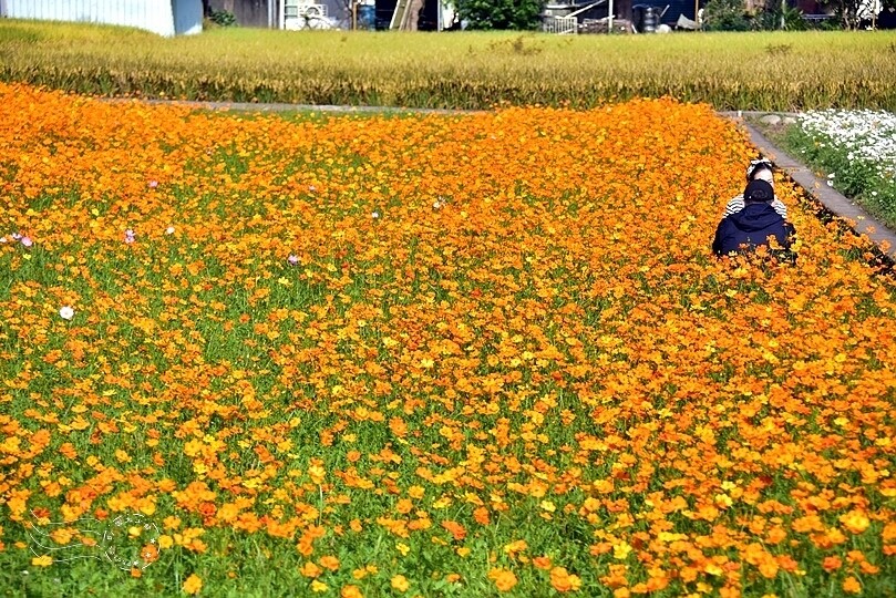 2023桃園花彩節:6萬坪花舞童話,超浪漫漸層彩虹花海