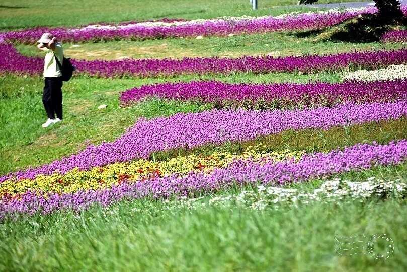 2023美堤河濱公園花海：親水灣圓仔花特色花海，怎麼拍怎麼美！