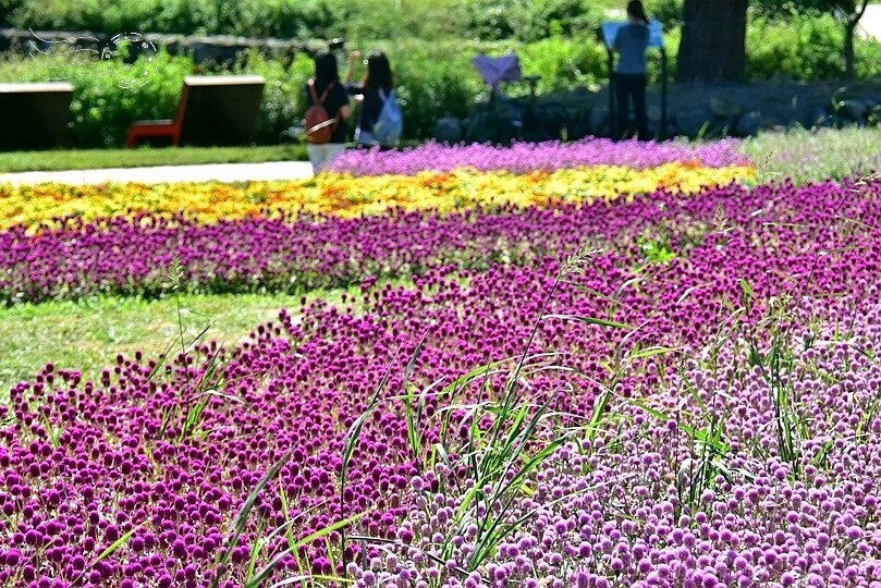 2023美堤河濱公園花海：親水灣圓仔花特色花海，怎麼拍怎麼美！