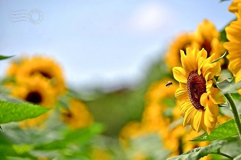 【2023臺中國際花毯節】:愛你愛山,璀璨重綻,全台最大規模,新社花海