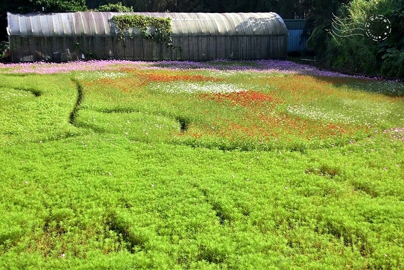 2023桃園花彩節:6萬坪花舞童話,超浪漫漸層彩虹花海