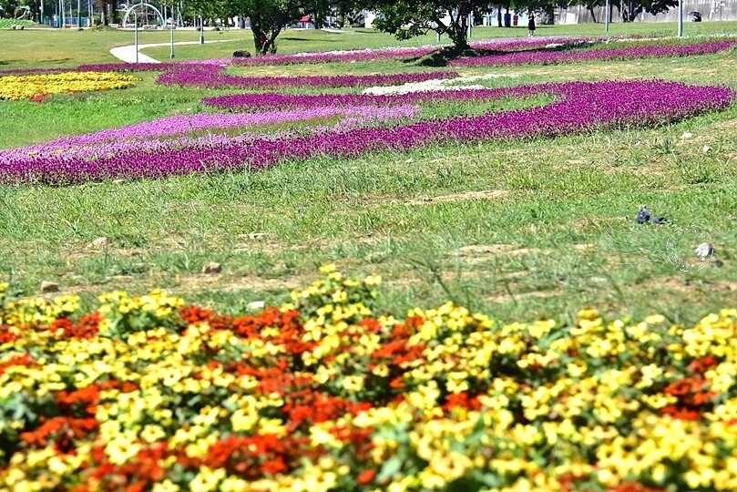 2023美堤河濱公園花海：親水灣圓仔花特色花海，怎麼拍怎麼美！