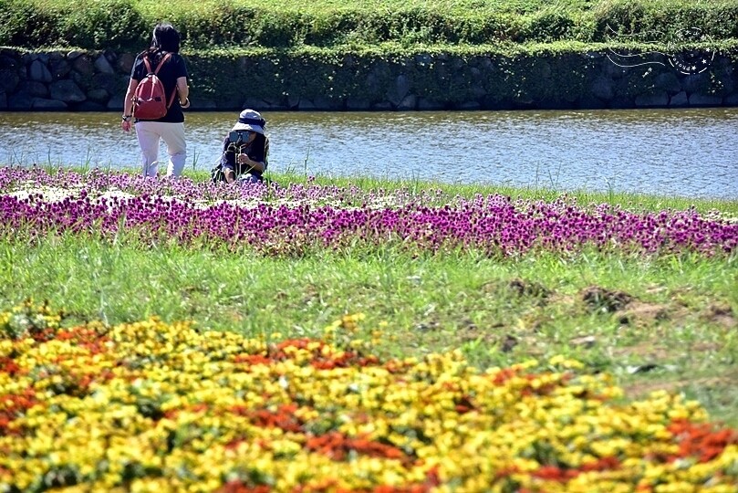 2023美堤河濱公園花海：親水灣圓仔花特色花海，怎麼拍怎麼美！