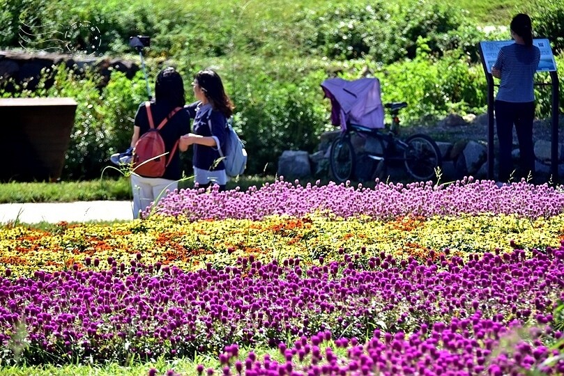 2023美堤河濱公園花海：親水灣圓仔花特色花海，怎麼拍怎麼美！