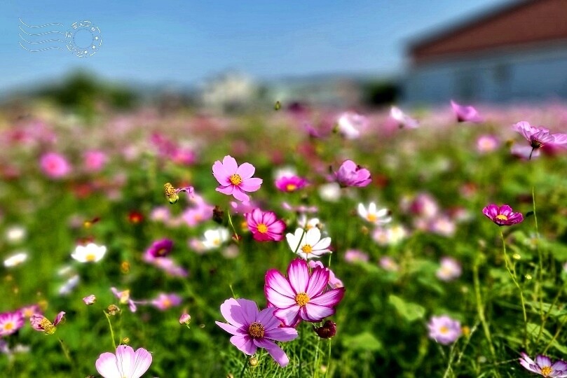 2023桃園花彩節:6萬坪花舞童話,超浪漫漸層彩虹花海