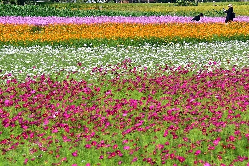 2023桃園花彩節:6萬坪花舞童話,超浪漫漸層彩虹花海