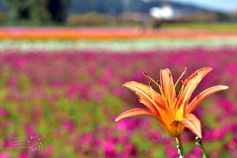 2023桃園花彩節:6萬坪花舞童話,超浪漫漸層彩虹花海