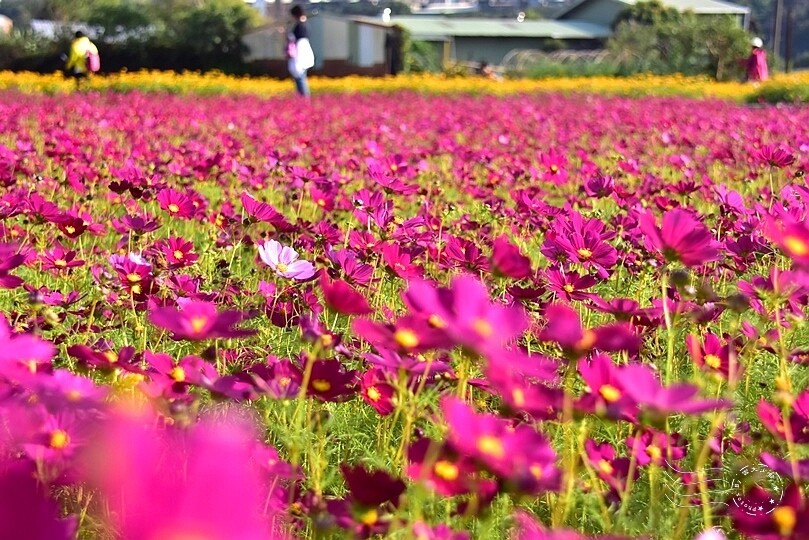 2023桃園花彩節:6萬坪花舞童話,超浪漫漸層彩虹花海