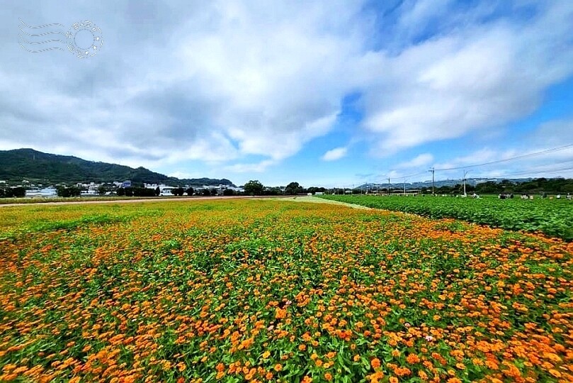 【2023臺中國際花毯節】:愛你愛山,璀璨重綻,全台最大規模,新社花海