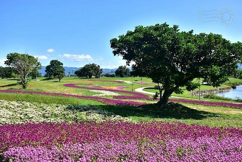 2023美堤河濱公園花海：親水灣圓仔花特色花海，怎麼拍怎麼美！