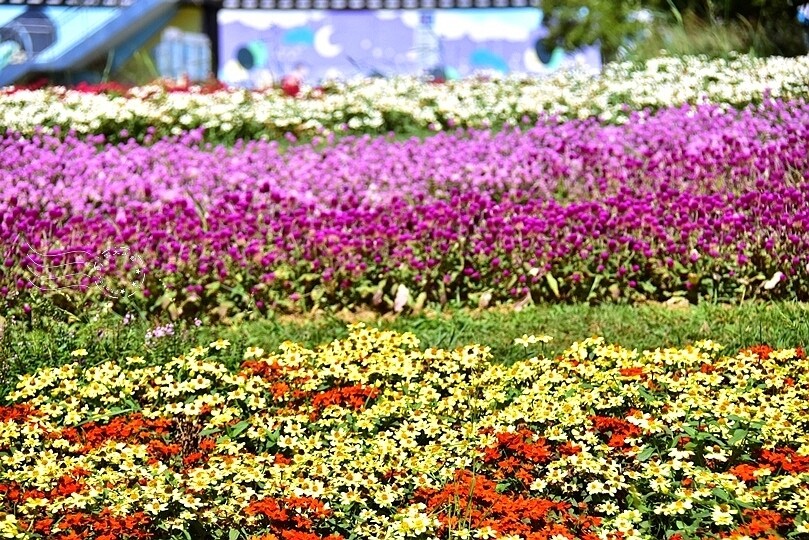 2023美堤河濱公園花海：親水灣圓仔花特色花海，怎麼拍怎麼美！