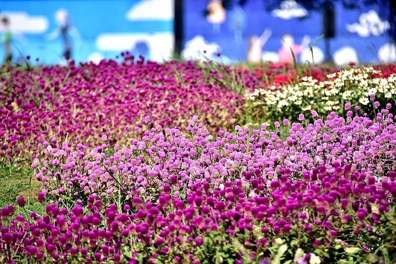 2023美堤河濱公園花海：親水灣圓仔花特色花海，怎麼拍怎麼美！