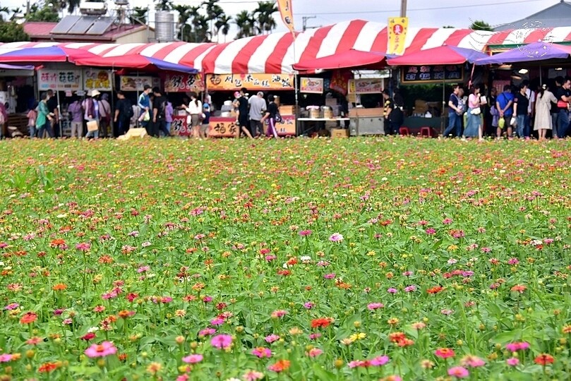 【2023臺中國際花毯節】:愛你愛山,璀璨重綻,全台最大規模,新社花海