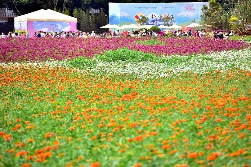 【2023臺中國際花毯節】:愛你愛山,璀璨重綻,全台最大規模,新社花海
