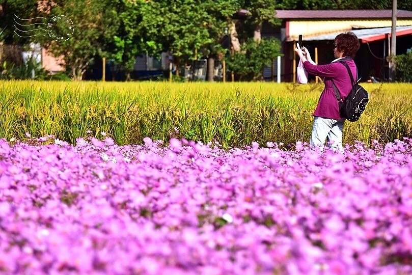2023桃園花彩節:6萬坪花舞童話,超浪漫漸層彩虹花海