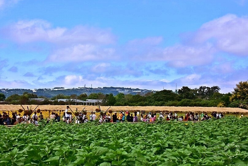 【2023臺中國際花毯節】:愛你愛山,璀璨重綻,全台最大規模,新社花海