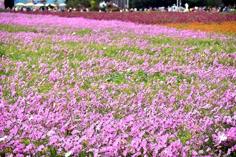 【2023臺中國際花毯節】:愛你愛山,璀璨重綻,全台最大規模,新社花海