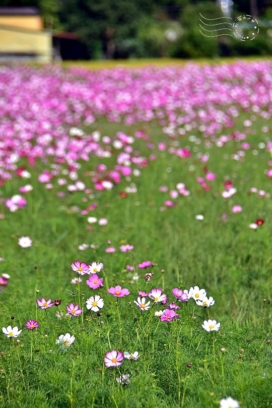 2023桃園花彩節:6萬坪花舞童話,超浪漫漸層彩虹花海