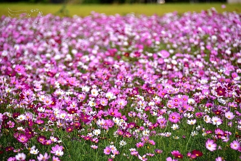 2023桃園花彩節:6萬坪花舞童話,超浪漫漸層彩虹花海